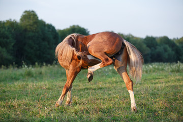 chestnut horse in field