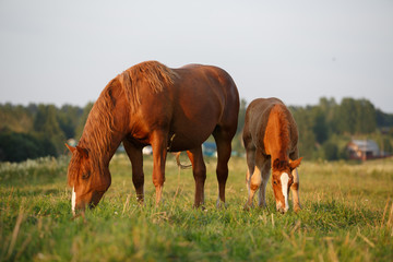 Naklejka na ściany i meble horse and a foal in the meadow