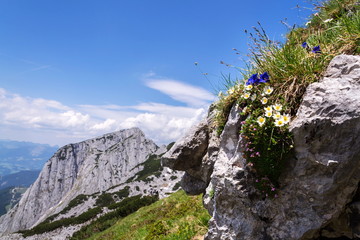 Alpine mountain wildflowers near top of the Grosser Donnerkogel Mountain in Alps, Gosau, Gmunden district, Upper Austria federal state, sunny summer day, clear blue sky, exploration wanderlust concept