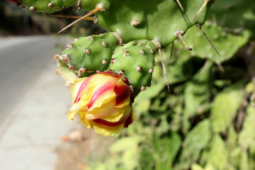 bouton de fleur de cactus