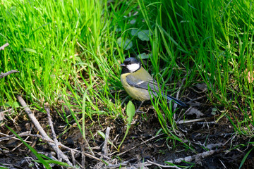 Kohlmeise (Parus major) bei der Futtersuche