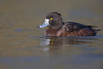 A adult female tufted duck (Aythya fuligula) swimming and foraging in a city pond in the capital city of Berlin Germany. Photographed from a low angle .