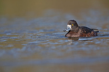 A adult female tufted duck (Aythya fuligula) swimming and foraging in a city pond in the capital city of Berlin Germany. Photographed from a low angle .