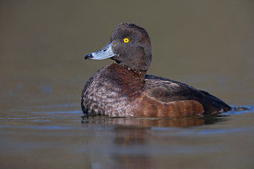 A adult female tufted duck (Aythya fuligula) swimming and foraging in a city pond in the capital city of Berlin Germany. Photographed from a low angle .