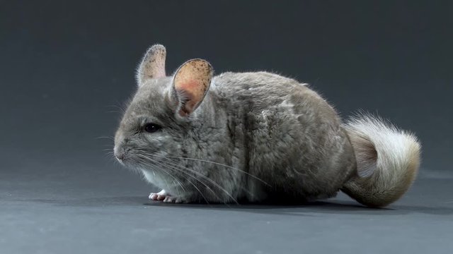 Gray chinchilla at black background. Close up. Slow motion