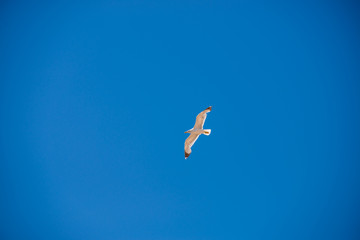 Birds on the mediterranean coast