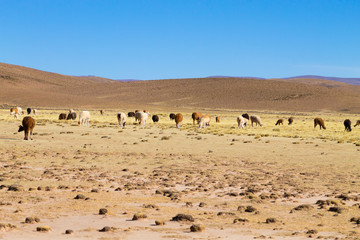 Fototapeta na wymiar Bolivian llama breeding,Bolivia