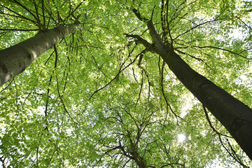 Fototapeta premium Three tall trees in a park