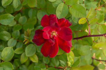 Beautiful deep red rose in full bloom