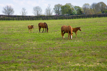 Fototapeta na wymiar Mare with her foal on pastures of horse farm. Spring country landscape.