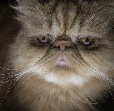 Gato persa retrato