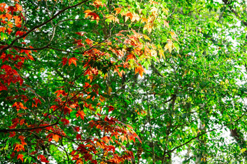 Beautiful red and green maple leaves pattern texture on the tree