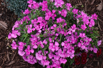 Pink Garden Flowers