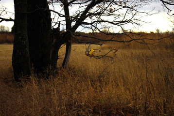 a big old oak tree in an autumn yellow field