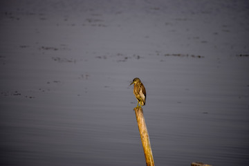 A migratory bird sitting on a wood stick in dal lake, Srinagar. Grey colored Dal lake in the background of bird is captured during New year and Christmas holidays in Kashmir, India.