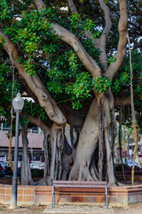 Canalejas Park in Alicante. Spain
