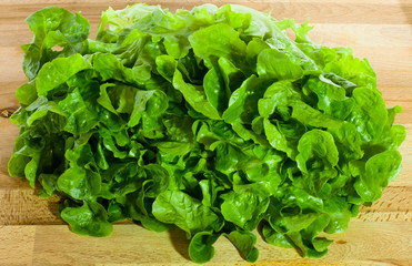 Green lettuce still life