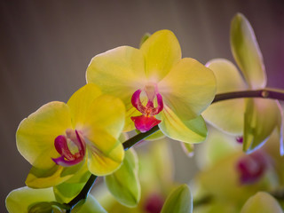 Fototapeta premium Orchid