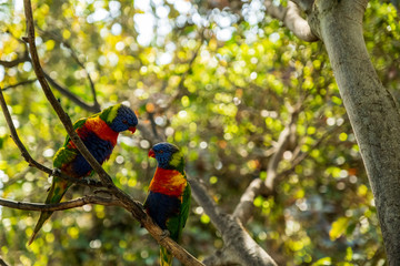 zwei bunte Papageien sitzen auf einem Ast