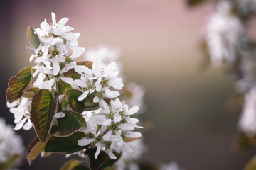 a branch with white flowers, a beautiful flowering Bush