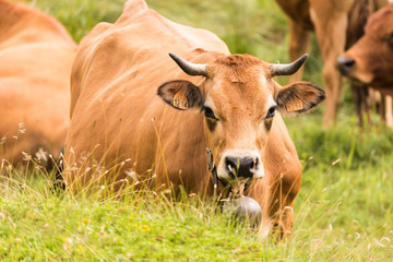 Mucca al lago del Moncenisio