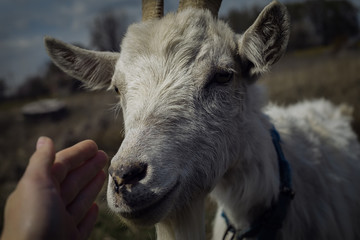 portrait of a young goat