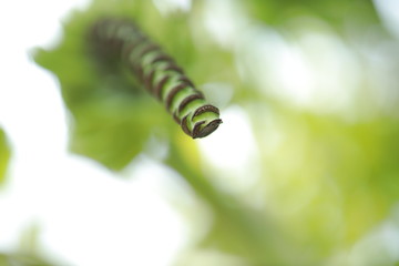 Close-up to the bunch of green bananas on a tree