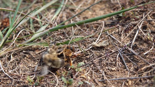 Wild bees during the breeding season, males fight for the opportunity to mate with females. Ukraine