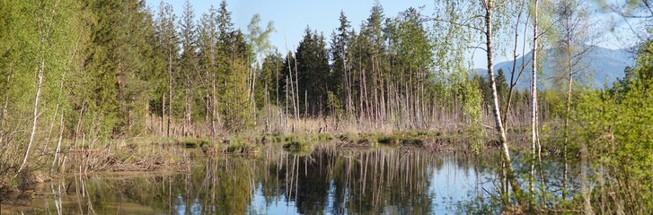 Wildes Willinger Filz