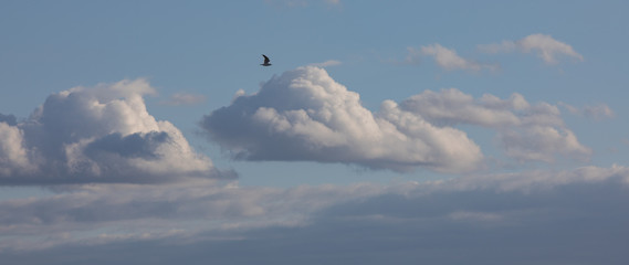 birds in the sky
