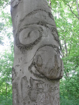 Baumgesicht