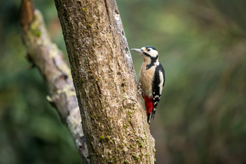 Great spotted woodpecker chopping a log.
