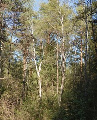 Fototapeta premium Moor-Lichtung im Frühling mit schöner Birke
