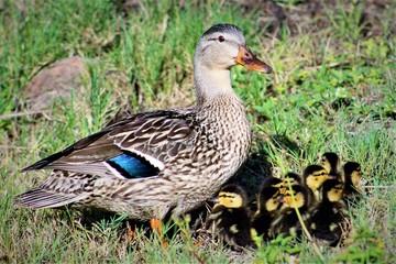 Ducklings