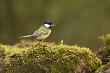 Great tit perched on a rock.