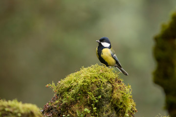 Great tit perched on a stone.