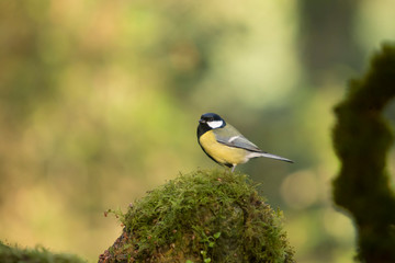 Great tit perched on a stone.