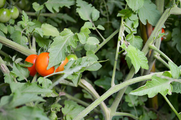 Imagen de una planta de tomates en una huerta orgánica y familiar  