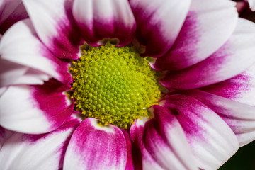 Violette Blume