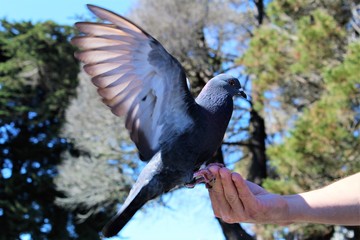 Pigeon