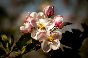 Close up of beautiful Apple Blossoms in Spring