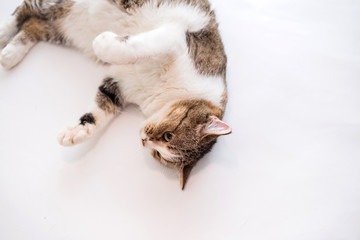 Tabby cat on a white background.An adult cat is lying on its back. The cat is played lying on its back. Portrait of a domestic cat