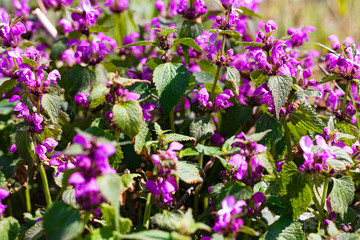 Field flowers. Spring concept. Flowers grow in the field