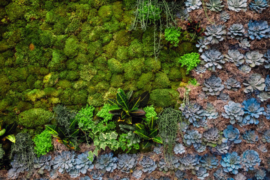 Succulent background on a living wall