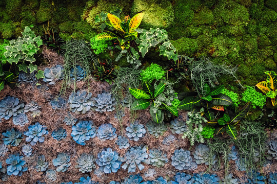 Succulent background on a living wall
