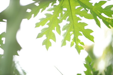 Papaya leaves, Young papaya, Green leaves background