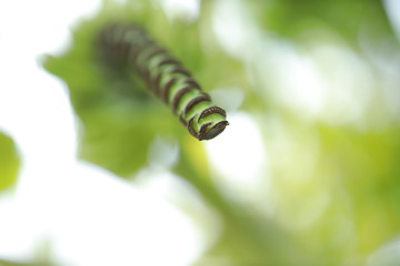 Close-up to the bunch of green bananas on a tree