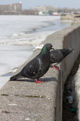 a pigeon sits on the curb in early spring