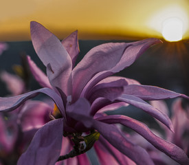 Nice magnolia sulanga flower on the sunset background