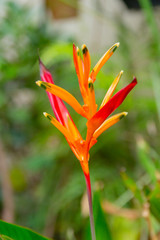 Heliconia parrot plant with blurred green leaves in the background in Rio de Janeiro.